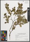 Foto von Salix myrtilloides L.